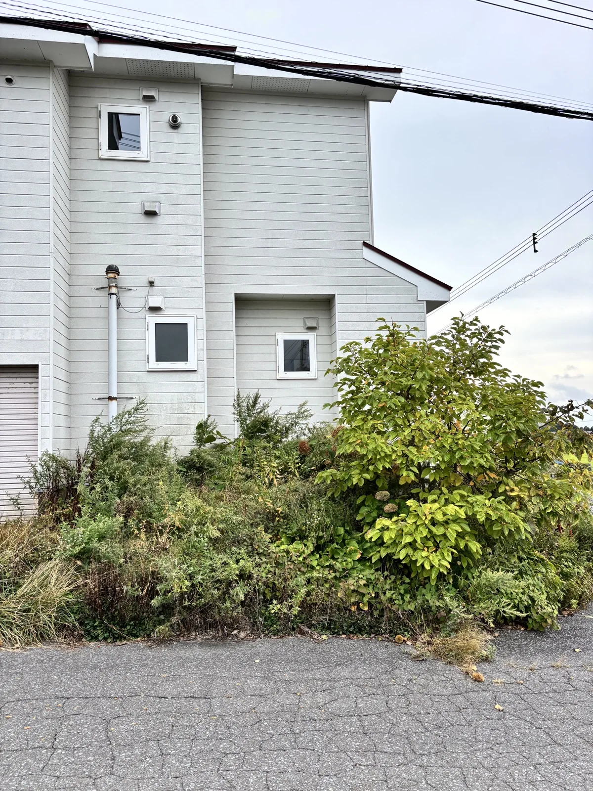 作業前。建物脇の木と雑草が生い茂っている様子